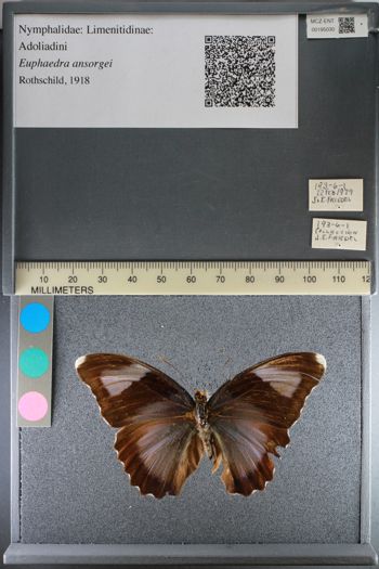 Media type: image;   Entomology 195030